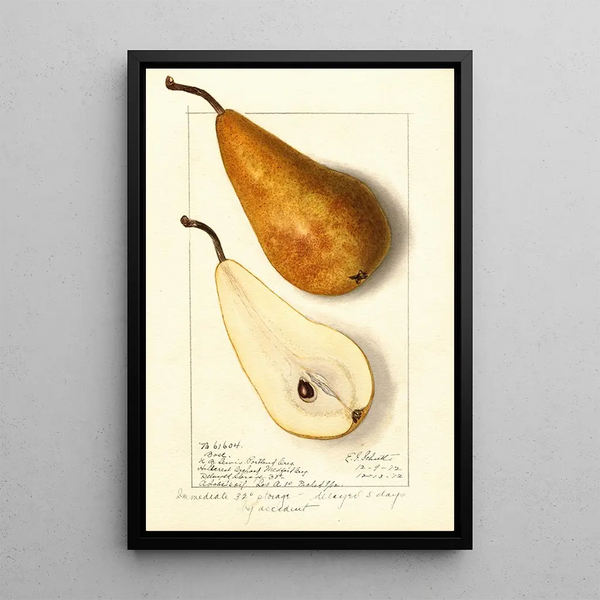 Pyrus communis Bosc - Ellen Isham Schutt — ingelijst kunstwerk aan de muur