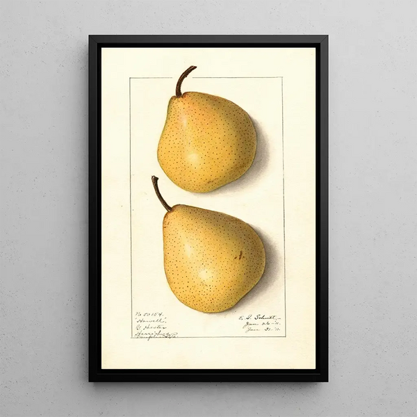 Pyrus communis Howell - Ellen Isham Schutt — ingelijst kunstwerk aan de muur