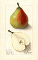 Pyrus communis Lawson Comet - Ellen Isham Schutt — weergave van het kunstwerk
