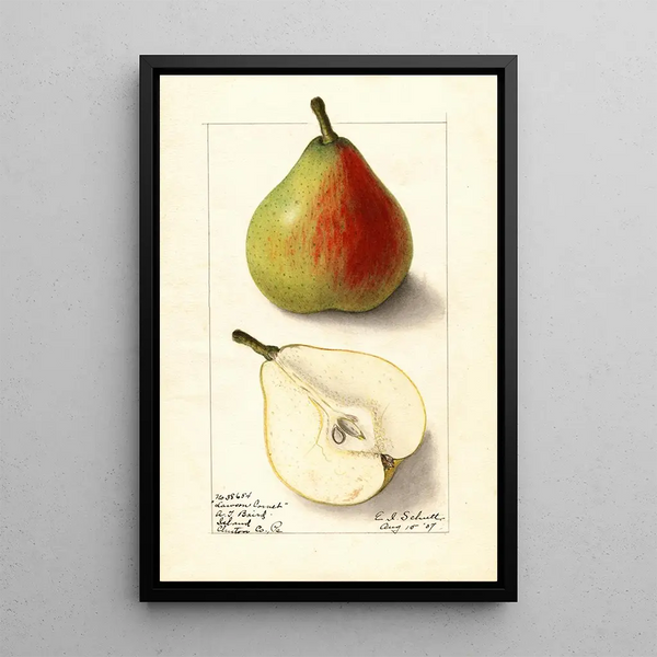 Pyrus communis Lawson Comet - Ellen Isham Schutt — ingelijst kunstwerk aan de muur