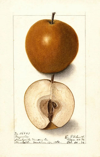 Ellen Isham Schutt - Pyrus communis Magnolia.webp
