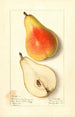 Pyrus communis Souvenir du Congrès - Ellen Isham Schutt — weergave van het kunstwerk