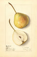 Pyrus communis Tyson - Ellen Isham Schutt — artwork view