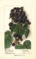 Rubus Hoosier Black Cap - Ellen Isham Schutt — weergave van het kunstwerk