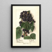 Rubus Hoosier Black Cap - Ellen Isham Schutt — ingelijst kunstwerk aan de muur