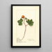 Rubus chamaemorus - Ellen Isham Schutt — framed artwork on a wall