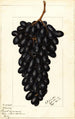 Vitis Askarie - Ellen Isham Schutt — artwork view