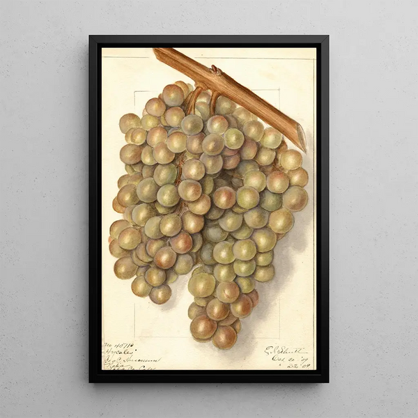 Ellen Isham Schutt - Vitis Hycales.webp