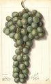 Vitis Mascat - Ellen Isham Schutt — weergave van het kunstwerk