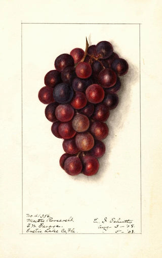 Ellen Isham Schutt - Vitis Masters Roosevelt.webp