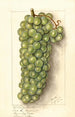 Vitis Muscat de Frontignan - Ellen Isham Schutt — weergave van het kunstwerk