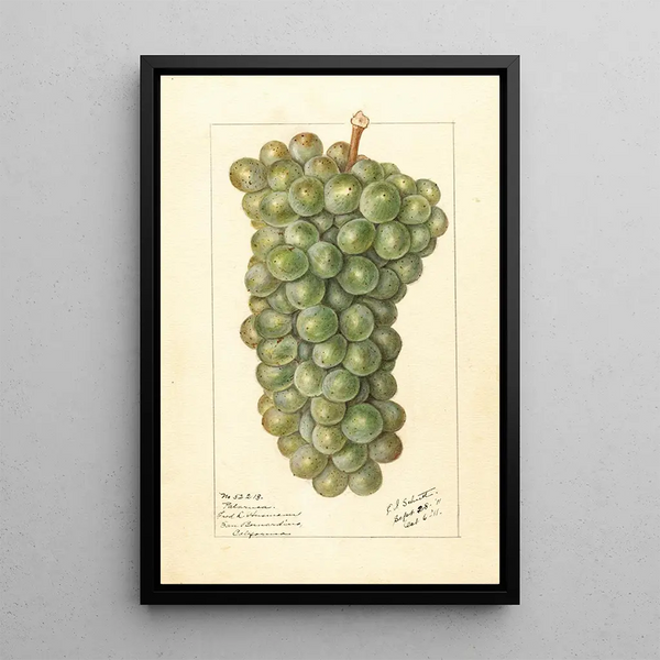 Ellen Isham Schutt - Vitis Palarusa.webp