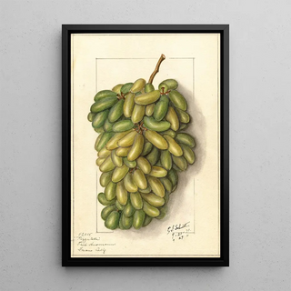 Ellen Isham Schutt - Vitis Pizzutella.webp