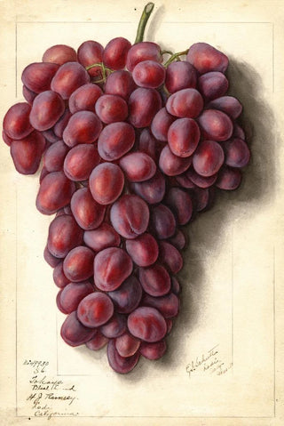 Ellen Isham Schutt - Vitis Takayo Black Land.webp