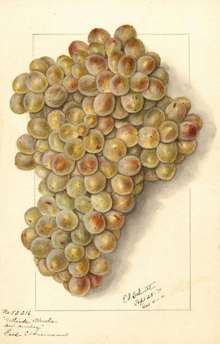 Ellen Isham Schutt - Vitis Ulliade Blanche dAmbre.webp
