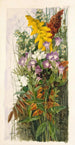 Wilde bloemen - Ellen Robbins — weergave van het kunstwerk