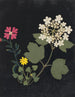 van een papier uitgesneden bloemenalbum pl. 03 - Ellen W. — weergave van het kunstwerk