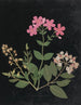 Album de bloemen in papier gesneden pl. 07 - Ellen W. — weergave van het kunstwerk