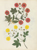 Album de bloemen in papier gesneden pl. 08 - Ellen W. — weergave van het kunstwerk