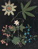 Album de bloemen in papier gesneden pl. 10 - Ellen W. | Reproduction — weergave van het kunstwerk