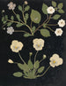 Album de bloemen in papier gesneden pl. 11 - Ellen W. — weergave van het kunstwerk