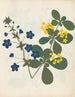 van een bloemenalbum in papier gesneden pl. 12 - Ellen W. — weergave van het kunstwerk