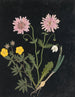Album de bloemen in papier gesneden pl. 14 - Ellen W. | Reproduction — weergave van het kunstwerk
