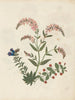 Album de bloemen in papier gesneden pl. 16 - Ellen W. — weergave van het kunstwerk