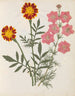 Album de bloemen in papier gesneden pl. 17 - Ellen W. — weergave van het kunstwerk
