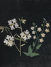 Album de bloemen in papier gesneden Pl21 - Ellen W. — weergave van het kunstwerk