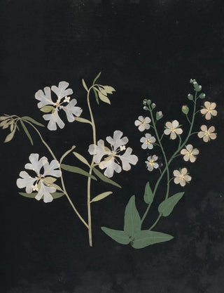 Ellen W - Album of cutpaper flowers Pl21.webp