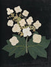 van papier gesneden bloemenalbum Pl22 - Ellen W. — weergave van het kunstwerk
