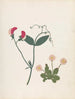 van papier gesneden bloemenalbum Pl23 - Ellen W. — weergave van het kunstwerk