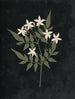 Album de bloemen in papier gesneden Pl25 - Ellen W. | Reproduction — weergave van het kunstwerk