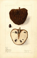 Annona squamosa No - Elsie E. Lower — weergave van het kunstwerk