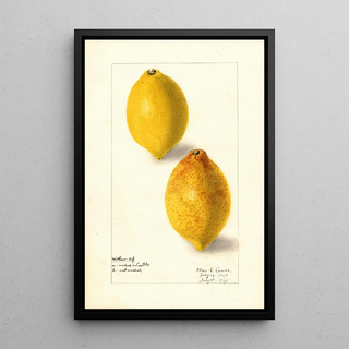 Elsie E Lower - Citrus limon.webp