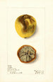 Citrus limon Eureka - Elsie E. Lower — weergave van het kunstwerk
