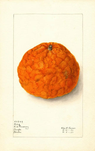 Elsie E Lower - Citrus nobilis King.webp