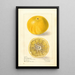 Citrus paradisi Florida Improved - Elsie E. Lower — ingelijst kunstwerk aan de muur