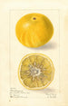 Citrus paradisi Florida Improved - Elsie E. Lower — weergave van het kunstwerk