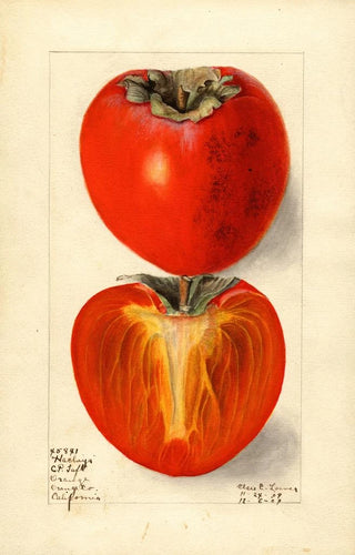 Elsie E Lower - Diospyros Hachiya.webp