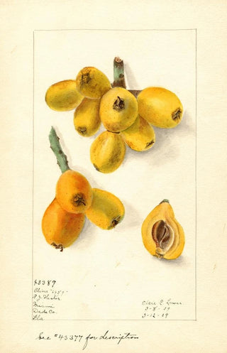 Elsie E Lower - Eriobotrya japonica Oliver.webp