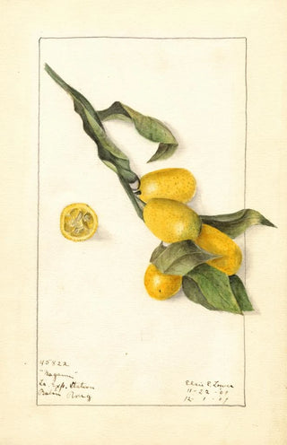 Elsie E Lower - Fortunella Nagami.webp