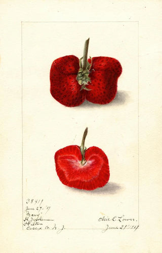 Elsie E Lower - Fragaria Mary.webp