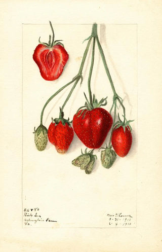 Elsie E Lower - Fragaria Pink Tea.webp