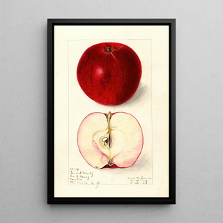 Elsie E Lower - Malus domestica Scarlet Beauty.webp