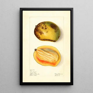 Elsie E Lower - Mangifera indica Pere Louis.webp