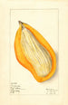 Mangifera indica Sandersha - Elsie E. Lower | Reproduction — weergave van het kunstwerk