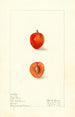 Prunus domestica First - Elsie E. Lower | Reproduction — weergave van het kunstwerk