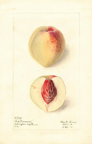 Elsie E Lower - Prunus persica Lord Palmerston.webp